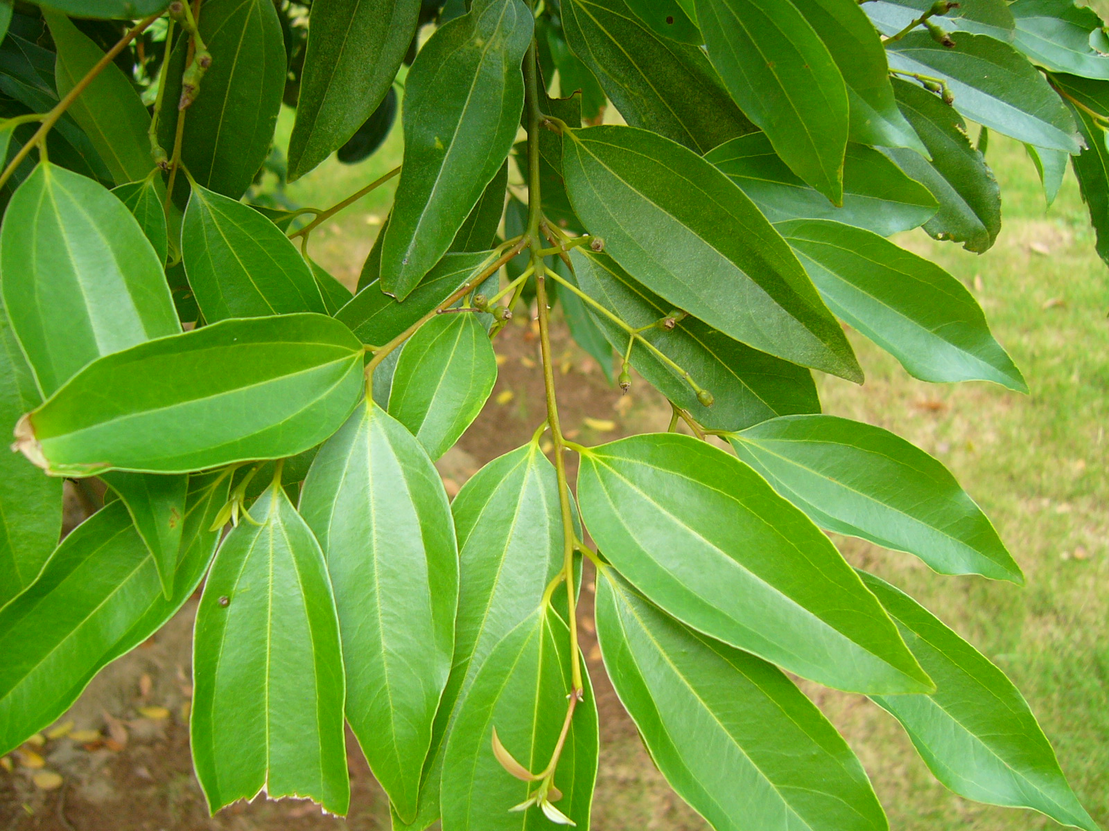  p>肉桂(拉丁学名: i>cinnamomum cassia /i> i>  /i>presl)是樟科,樟