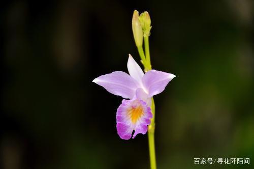 竹叶兰，一种长的像杂草，但在开花一瞬间便能惊艳到你的美丽花儿_百科TA说