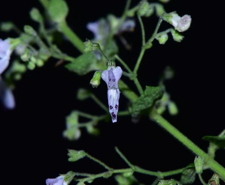 hara)是唇形科,香茶菜属植物.