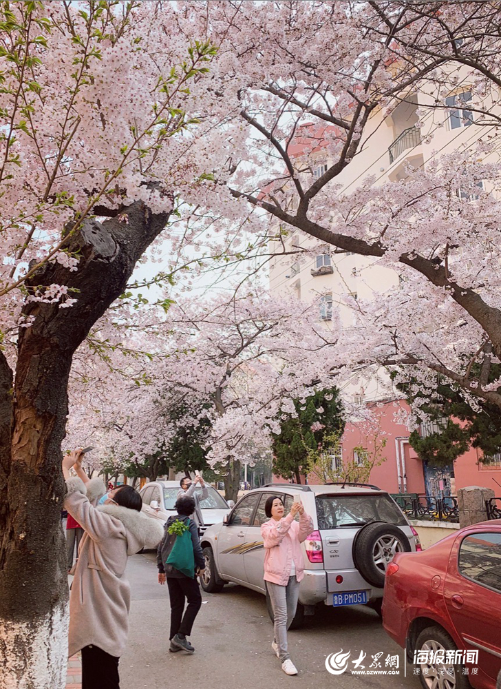 探秘青岛人的赏樱“私藏”：三明南路犹如“樱花隧道”_百科TA说
