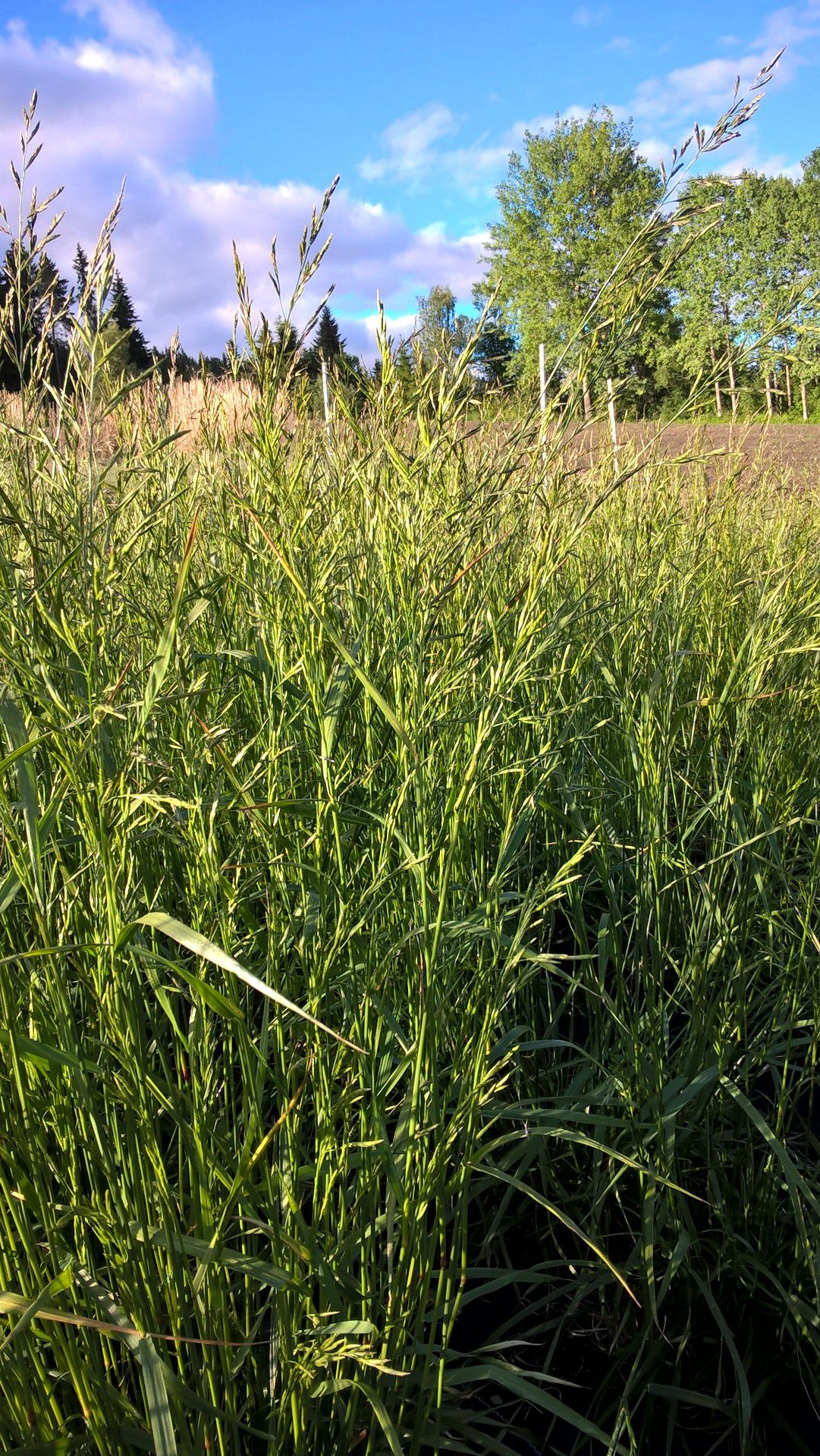 是禾本科,羊茅属多年生植物.秆平滑无毛.