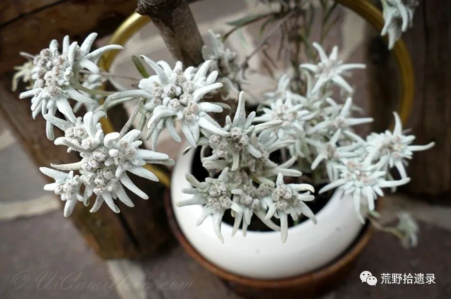 高山之花火绒草 俗名：雪绒花_百科TA说
