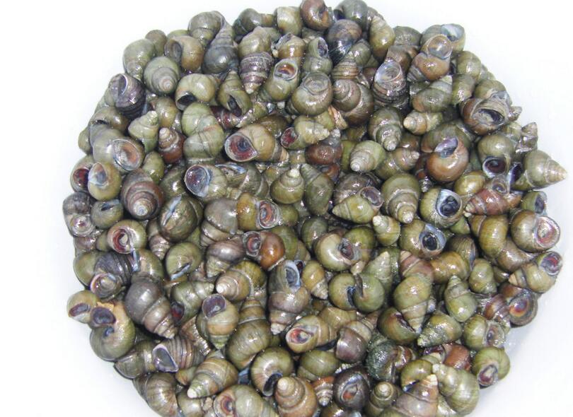  p>小田螺是中国产的一种淡水螺,为腹足类软体动物,喜欢生活在冬暖夏