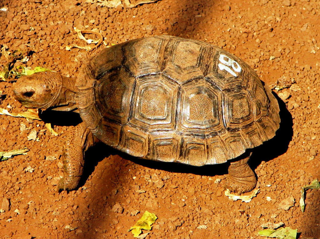  p>艾斯潘诺拉岛象龟(学名: i>chelonoidis hoodensis /i>):是爬行纲