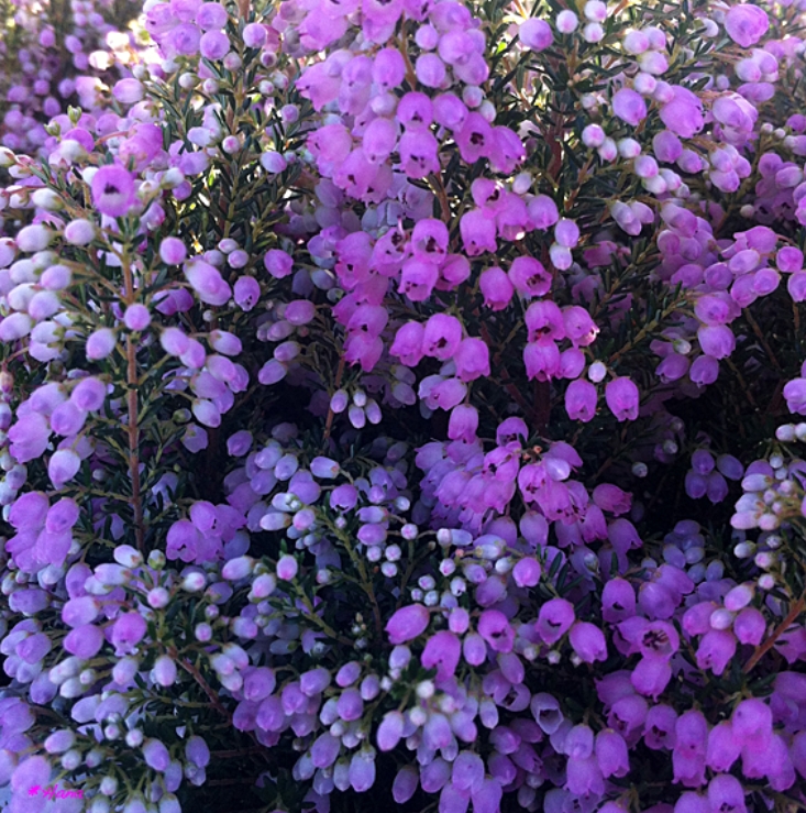  p>黑药欧石南(学名: i>erica /i>  i>melanthera /i> l.