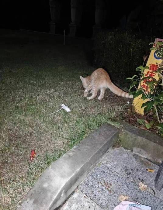 1·2重庆小区捕杀流浪猫事件_百度百科