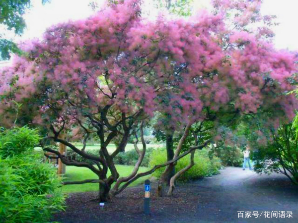 有种花叫 雾花 开花如烟似梦 美丽又梦幻 百科ta说