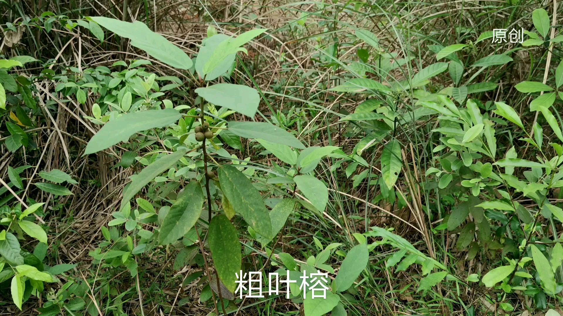 粗叶榕别称五指毛桃，生于树丛或山坡中，粗叶榕的功效_科星球_百度百科