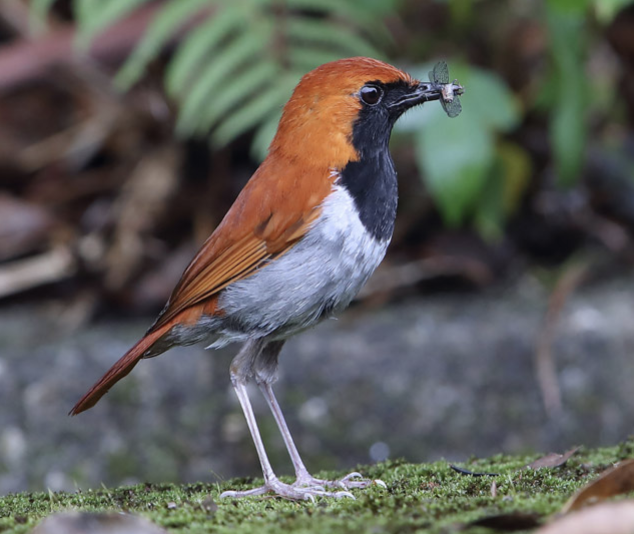  p>琉球歌鸲(学名: i>larvivora komadori /i>)是鹟科,歌鸲属小型鸟类