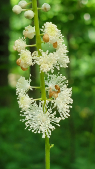 Actaea racemosa_百度百科