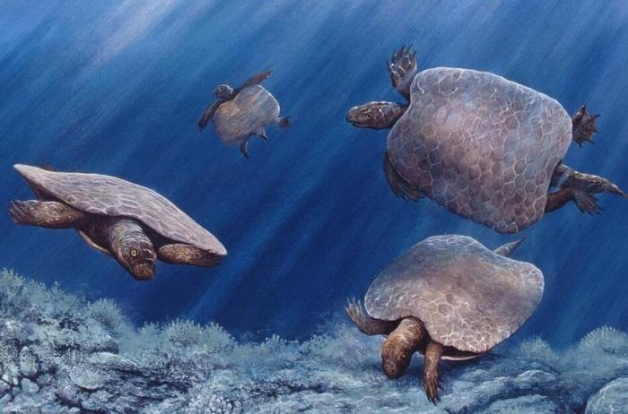  p>无齿龙(属名:henodus)又名无盾齿龙,是属于无齿龙科的一种动物.