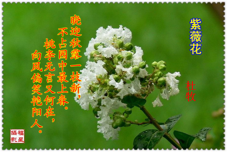 《紫薇花》是唐代诗人 a target="_blank" href="/item/杜牧/244529"