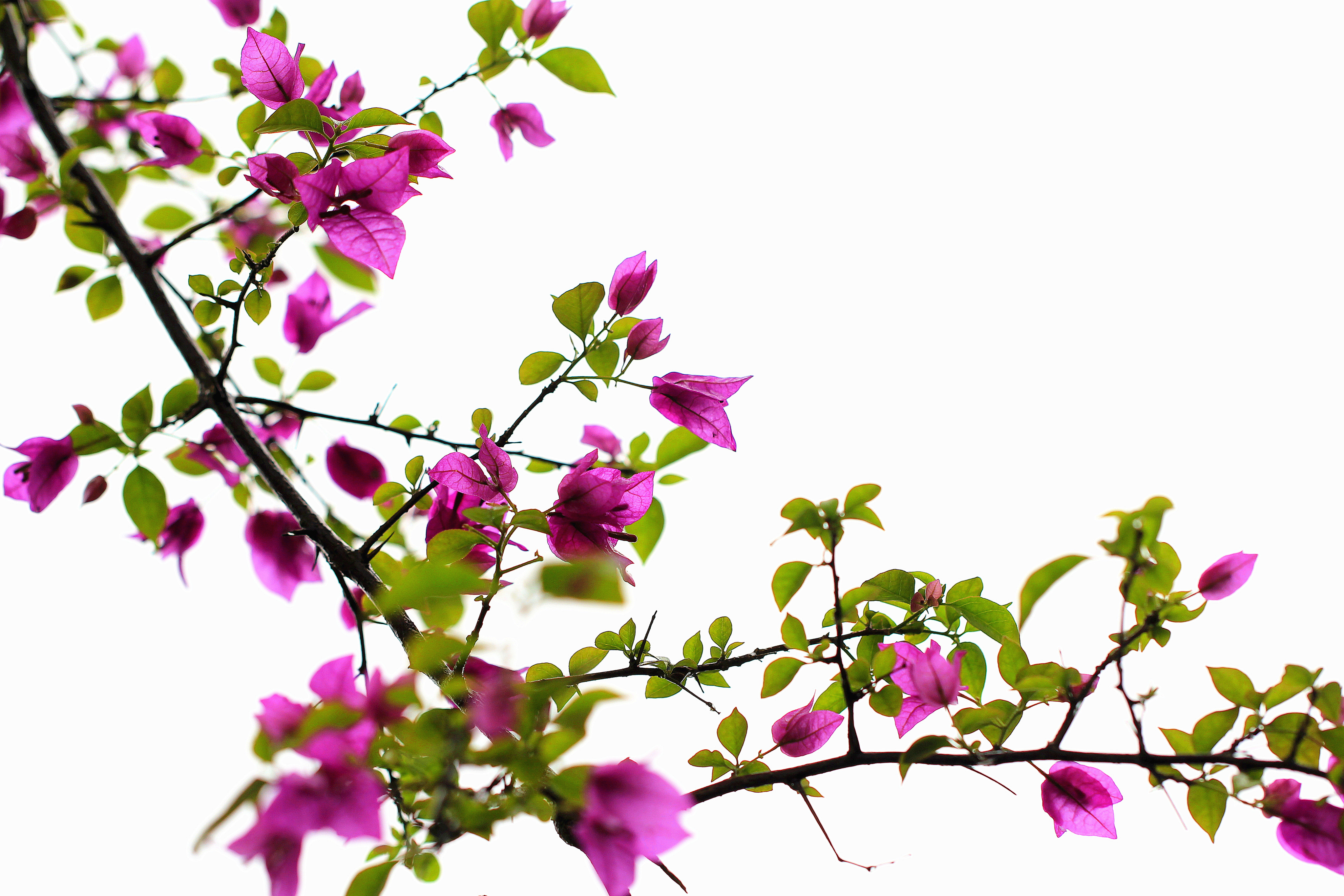  p data-id="txvq2g2k5iqj">三角梅,紫茉莉科叶子花属木本植物,茎粗壮