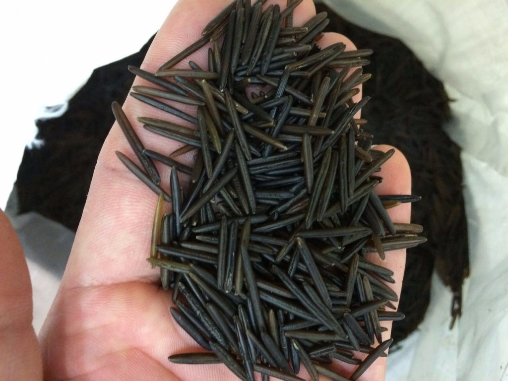 野生大米