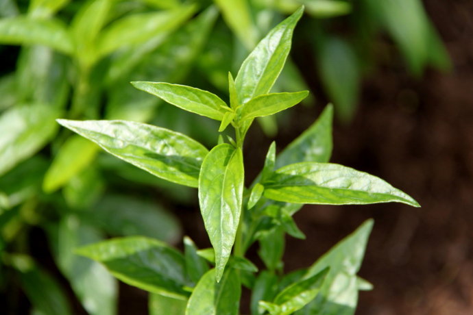 腺毛疏花穿心莲(变种)