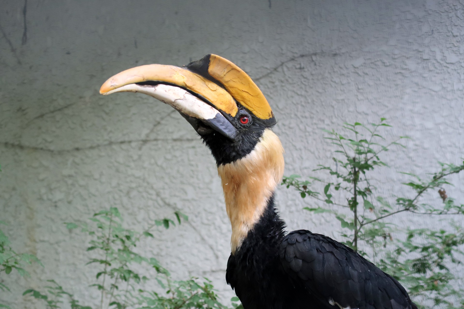 great pied hornbill