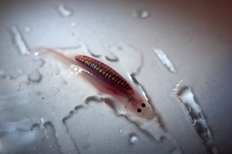  p>卷须寄生鲇(学名: i>vandellia cirrhosa /i>),是 a target="