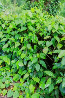 蒌叶（胡椒科胡椒属植物）_百度百科