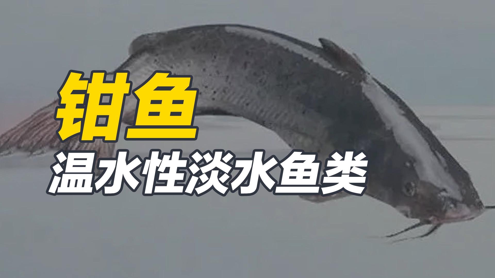 钳鱼——温水性淡水鱼类