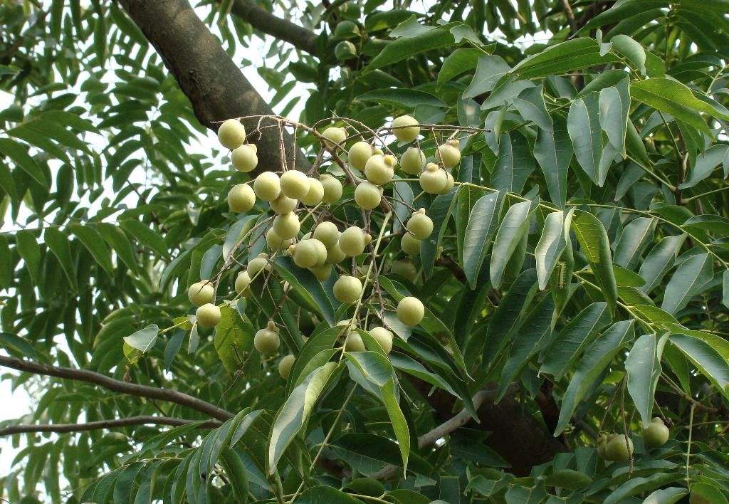 无患子科无患子属木本植物,枝条为嫩绿色,无毛;叶片一般为复叶,嘿少