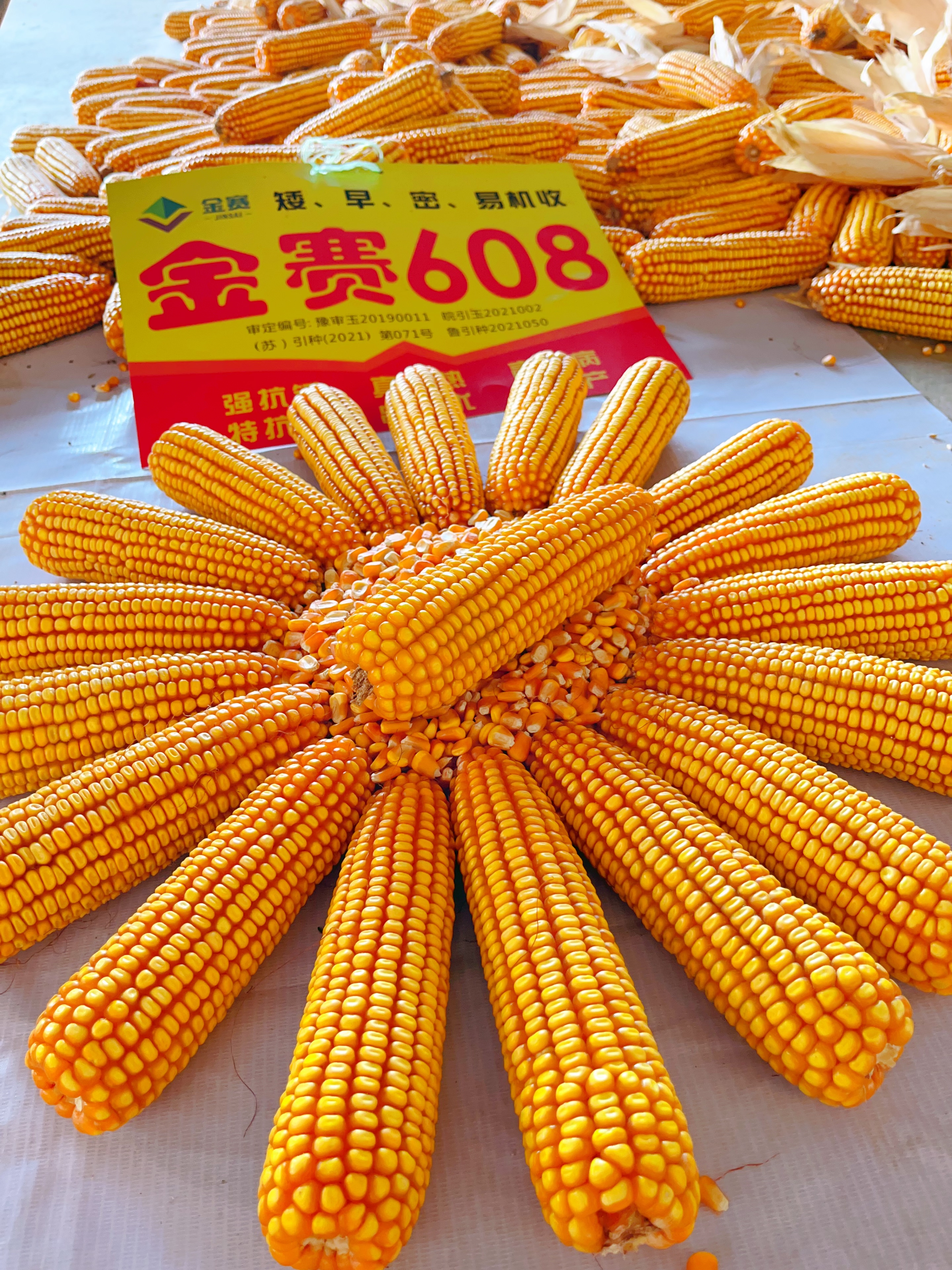 2hykd1yy1j9">金赛608是<a target="