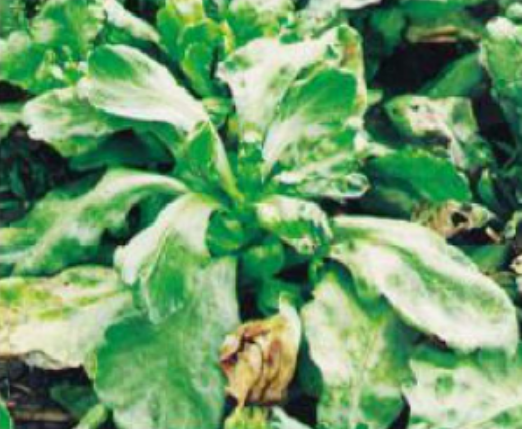 发生在 a href="#" data-lemmaid="288692">茼蒿 /a>的病害