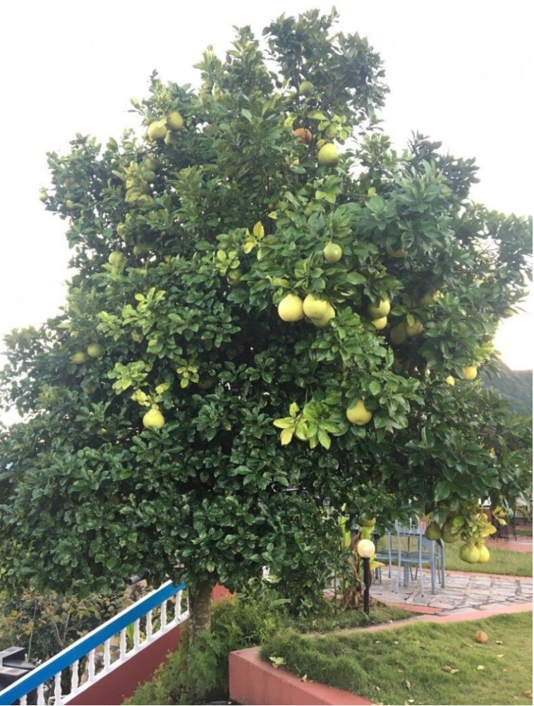 柚子（芸香科柑橘属一种植物）_百度百科