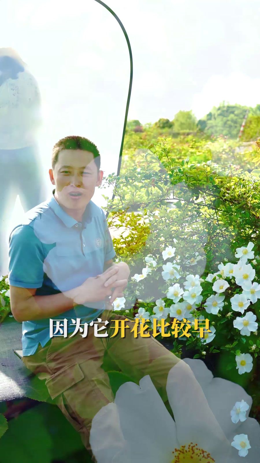 月季花 蔷薇科蔷薇属植物 百度百科