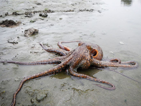 p>章鱼(octopus):为 a target="_blank" href="/item/章鱼科">章鱼科