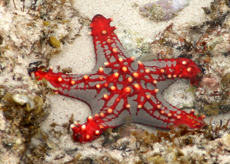 红棘海星