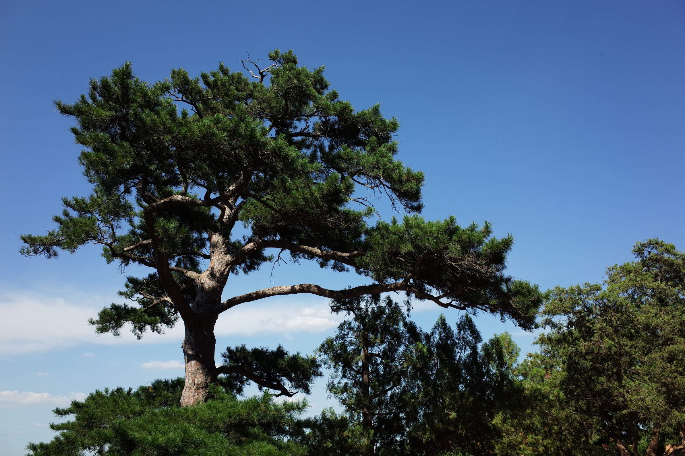 马尾松