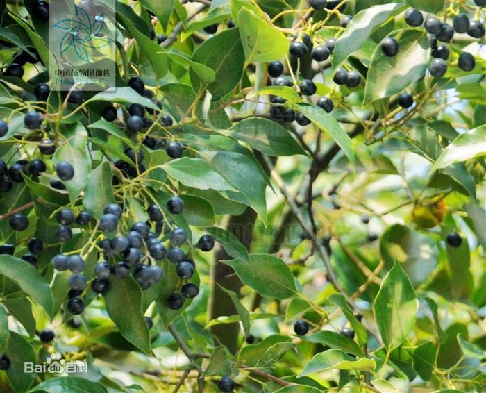 国家二级重点保护野生植物，多个省市的市树-樟_百科TA说
