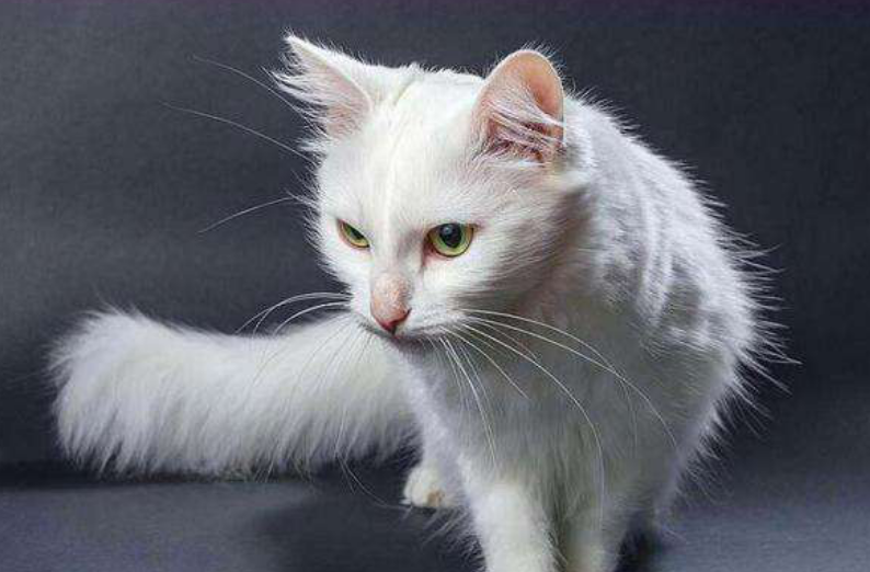 你并不了解的长毛猫 百科ta说