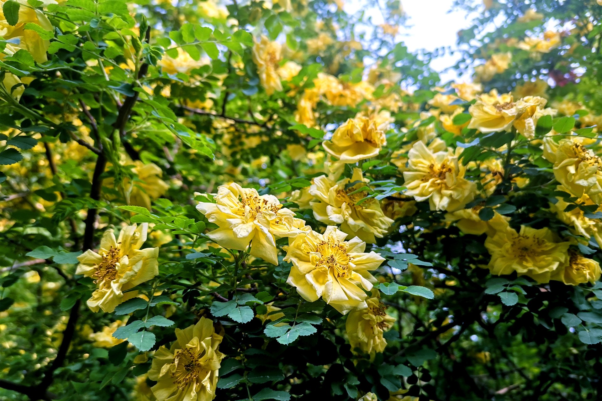  p>黄刺玫,拉丁学名: rosa xanthina lindl,落叶灌木.