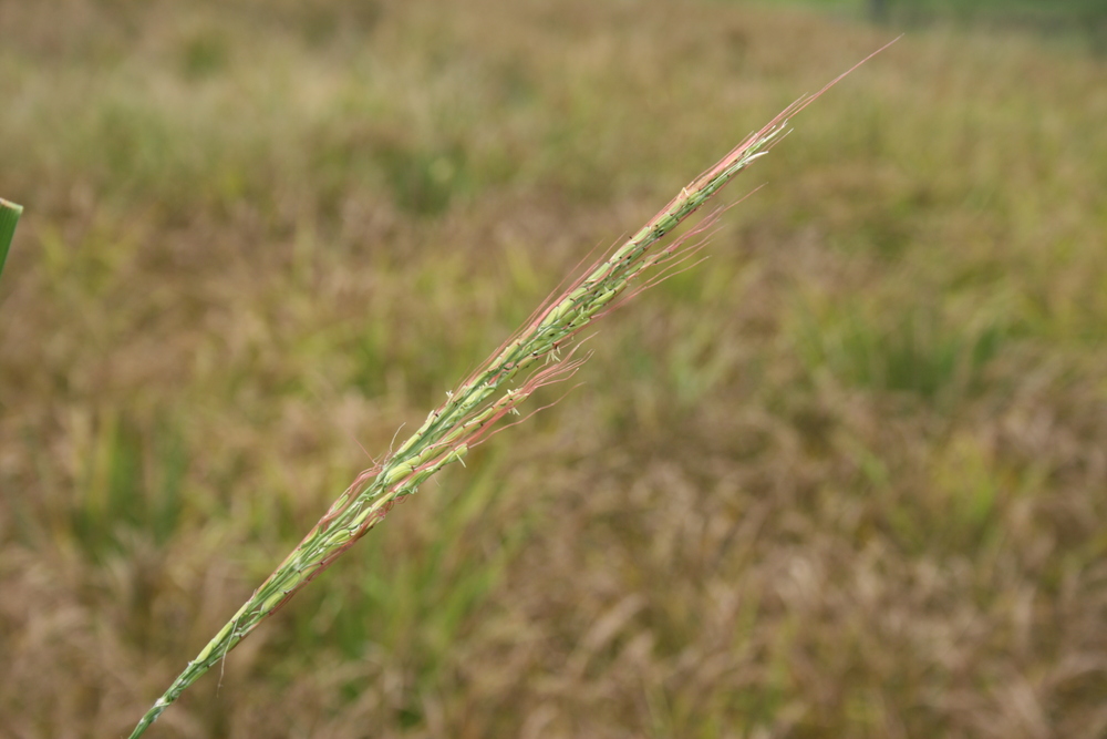 oryza rufipogon griff.