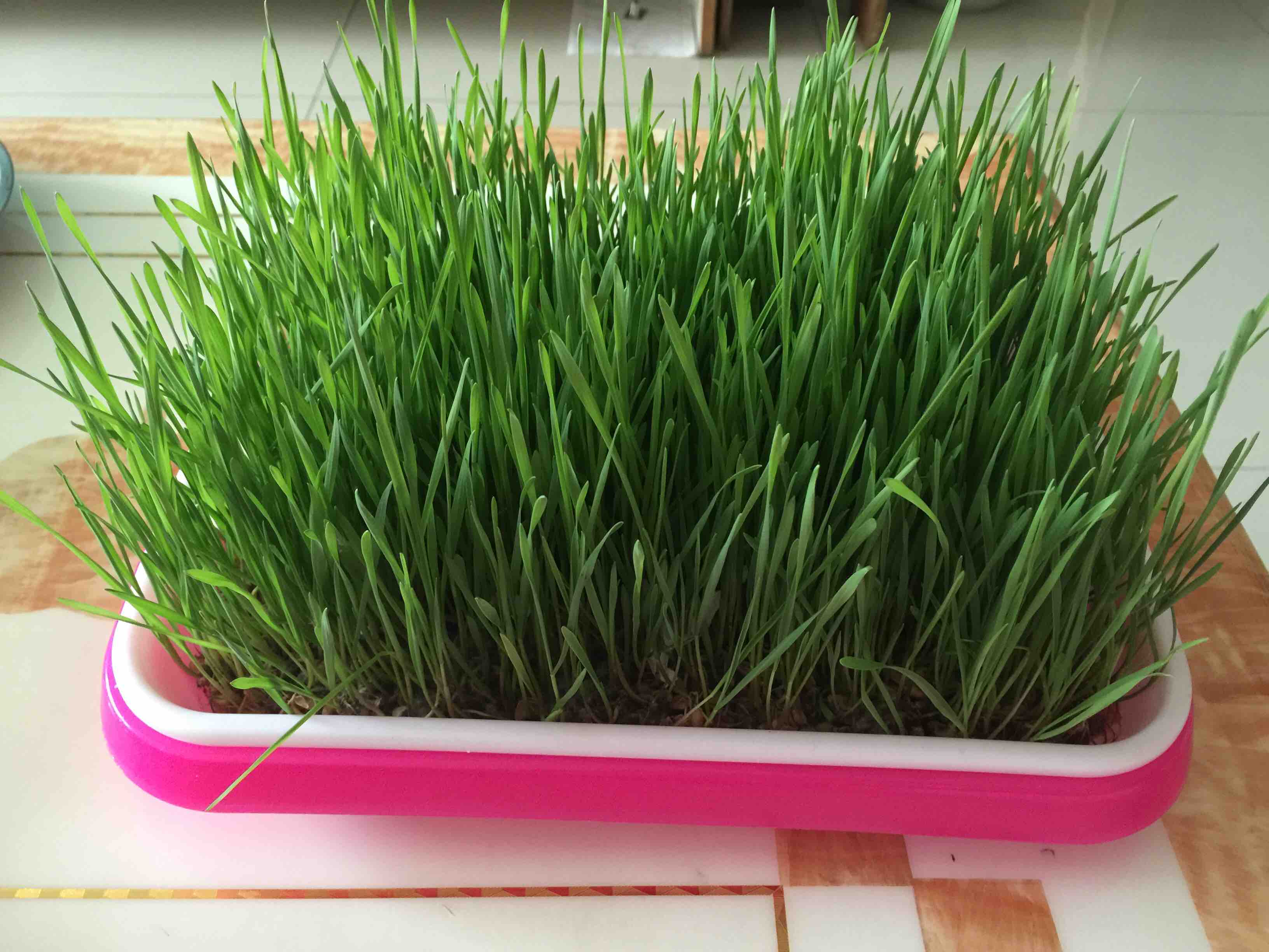 小麦草