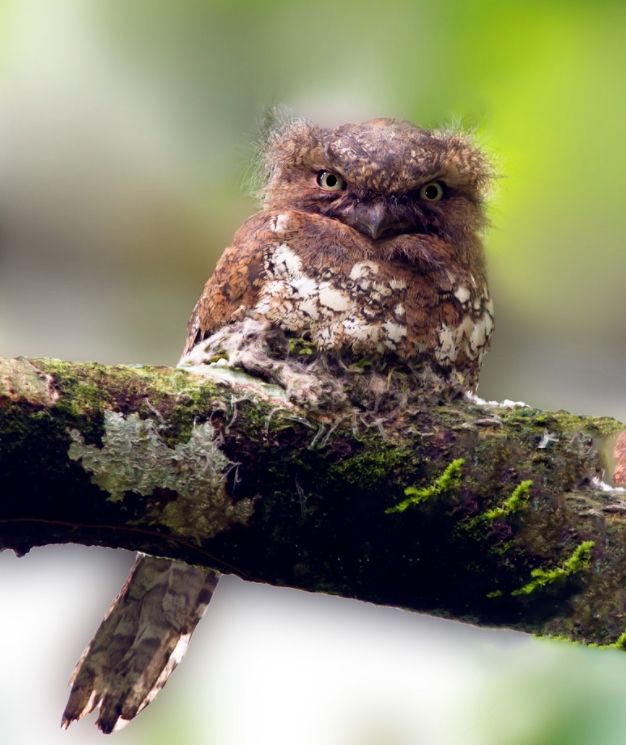 2lsktviep">蛙口夜鹰科(学名:podargidae):鸟纲,蛙口夜鹰目的一科鸟类