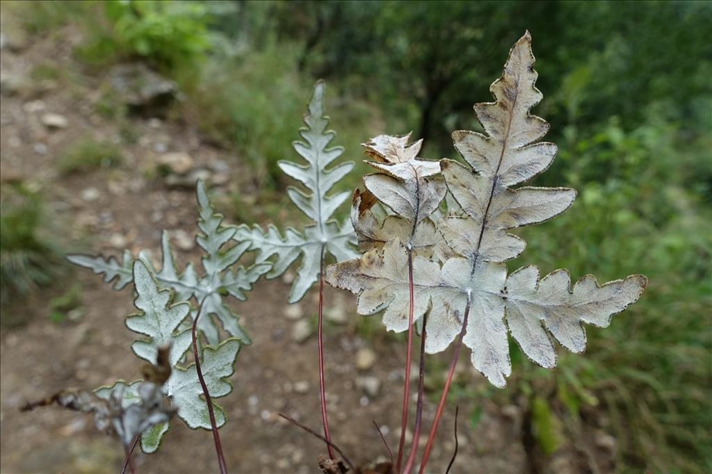  p>雪白粉背蕨(学名: i>aleuritopteris niphobola /i> (c. chr.