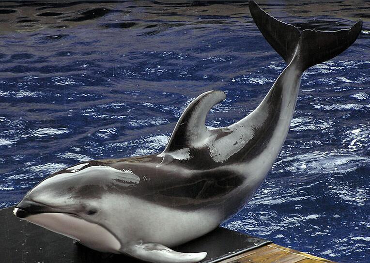 太平洋短吻海豚