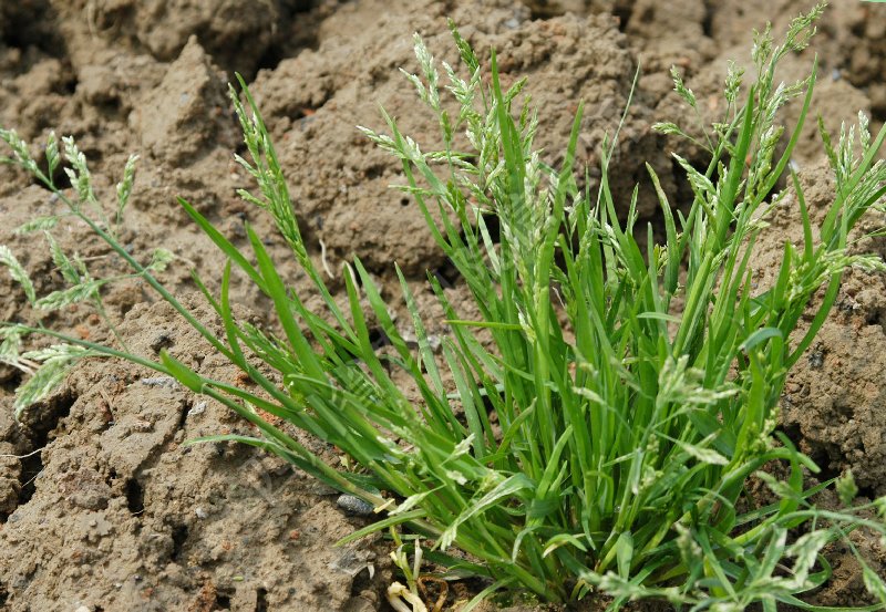 为禾本科植物硬质早熟禾 i>poa sphondylodes /i> trin的地上部分.