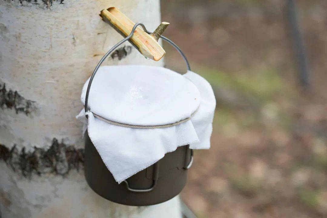 白桦树汁，养生饮品赛道的新变化？_百科TA说