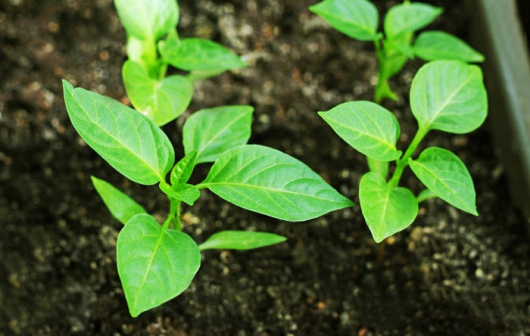 胡椒（胡椒科胡椒属植物）_百度百科