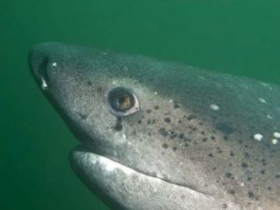  p>扁头哈那鲨(学名: i>notorynchus cepedianu