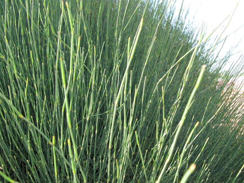  p>中麻黄(学名: i>ephedra intermedia /i> schrenk ex mey.