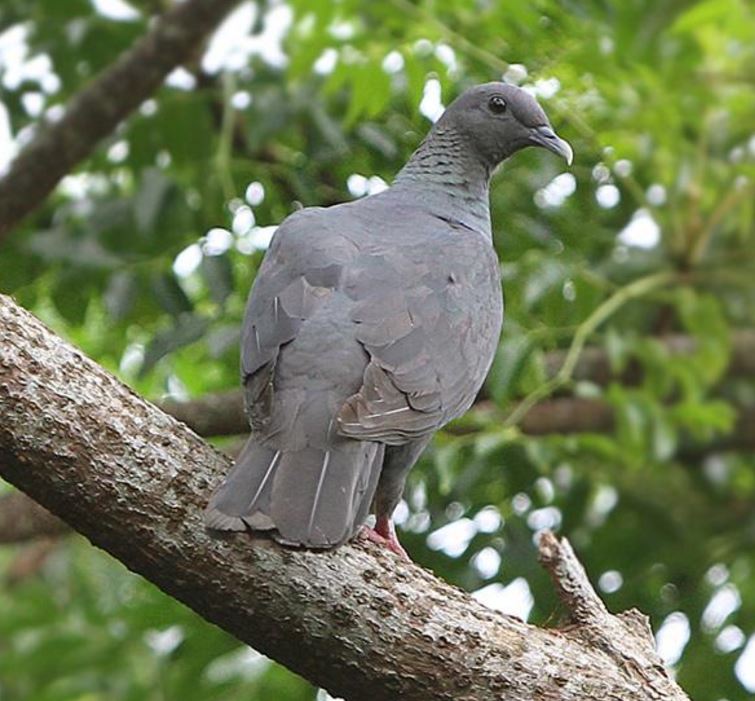  p>黑林鸽(学名: i>columba janthina /i>):体长43厘米,是一种近黑色