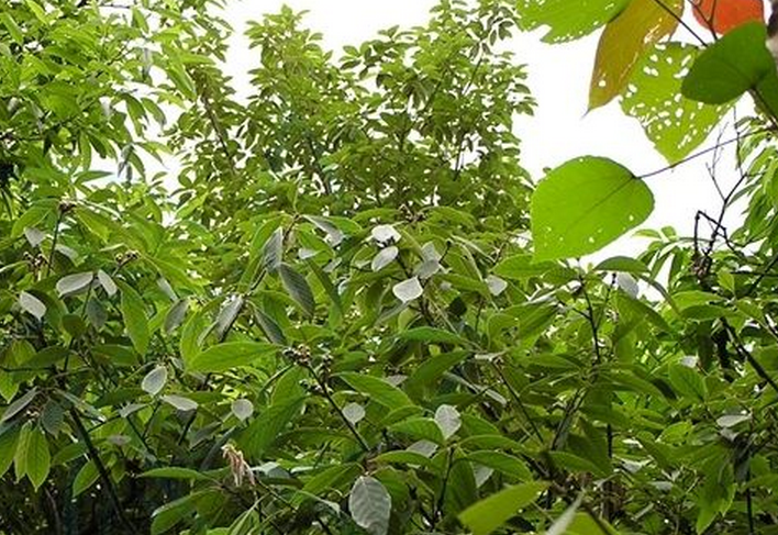  p>滇青冈,cyclobalanopsis glaucoides schotky,别名:滇椆,拟槠, a