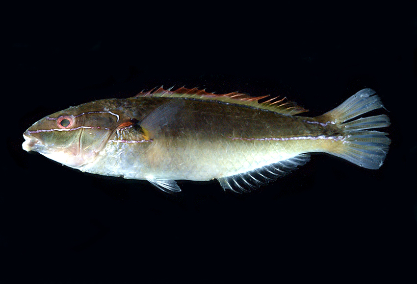  p>断纹紫胸鱼 /p> p>拉丁学名:stethojulis terina /p> p>英文名:cut