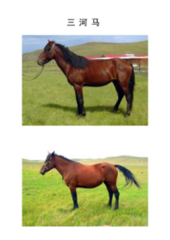  p data-id="gnbky30b92">三河马,中国内蒙古呼伦贝尔市海拉尔区特产