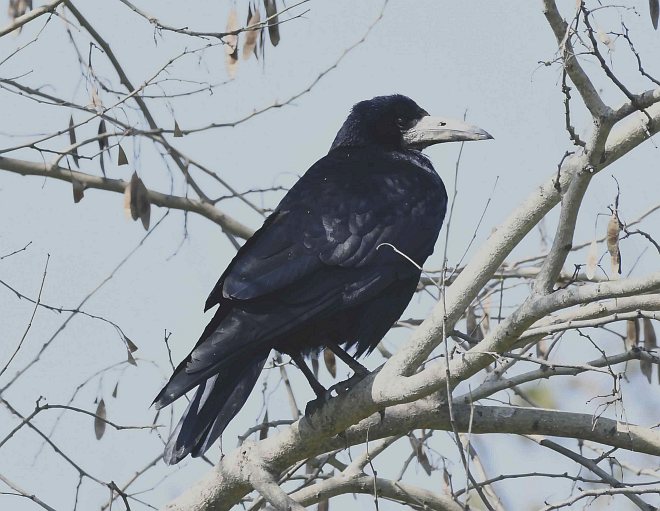  p>秃鼻乌鸦(学名: i>corvus frugilegus /i>)鸦科鸦属的物种,是一种
