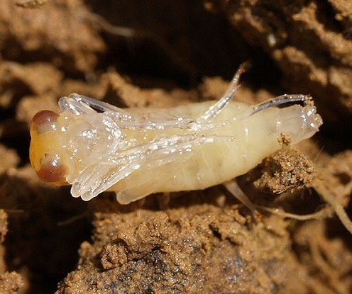  p>虎甲科  i>cicindelidae /i>,指的是 a href="#" data-lemmaid="